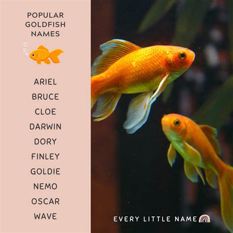 230+ Best Goldfish Names (Adorable, Funny, and Cool) - Every Little Name