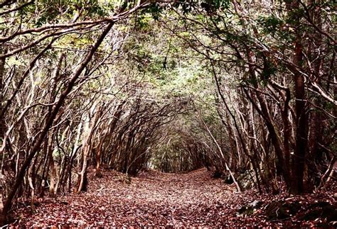 Best Aokigahara Forest Tours & Tickets - Book Now