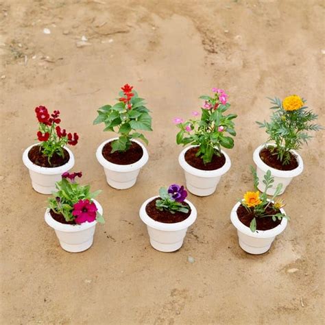 Mphmi Live Plants Winter Flowering Delight - Set of 7 - Dianthus ...