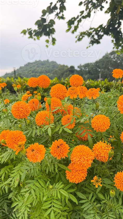 flores de caléndula y primer plano de flores de caléndula naranja y ...