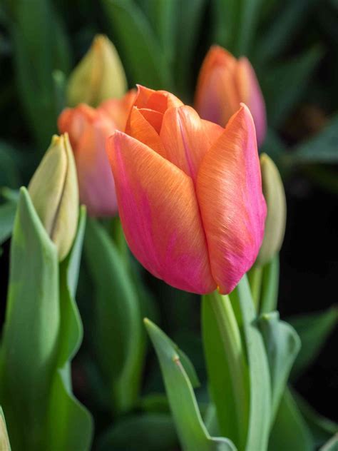How to Plant Tulip Bulbs for Stunning Spring Blooms? - Homestead Gardener
