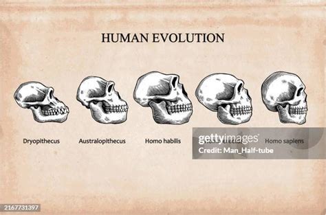 Full Human Evolution 的图像结果