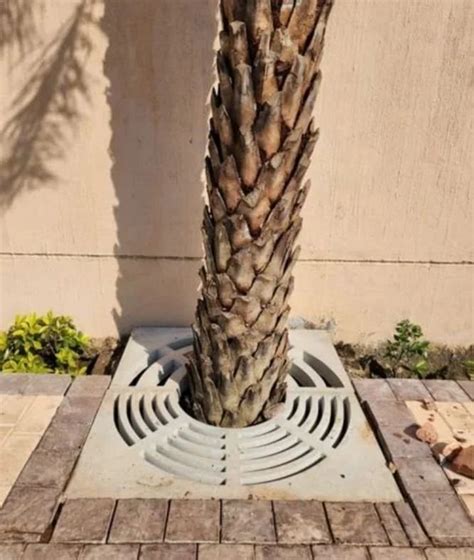 Image result for Tree Root Guard