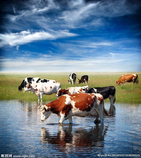 饲养一头奶牛的成本大约是多少 - 农业百科