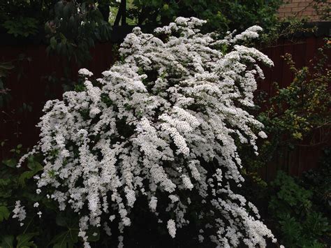 Spirea x Arguta (Bridal Wreath) – Sunil's Garden