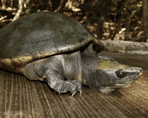 Image result for Turtle Color