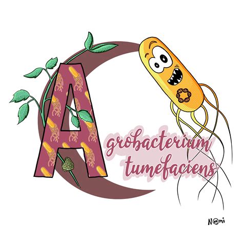 Agrobacterium tumefaciens: Understanding plants better