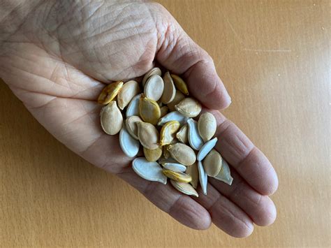 Squash - Maxima – Going to Seed