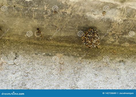 Wasp on Nests Supported on Concrete Surface Stock Photo - Image of ...
