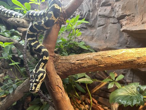 Image result for Neo Python