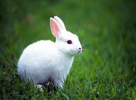 Image result for Albino Bunny Next to Person