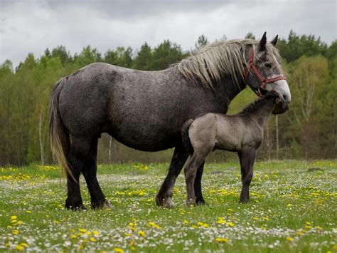 Category: United Kingdom - Horse Breeds
