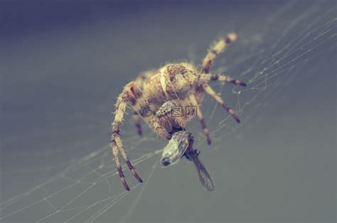 蜘蛛,网络,昆虫高清图库素材免费下载(图片编号:6457050)-六图网
