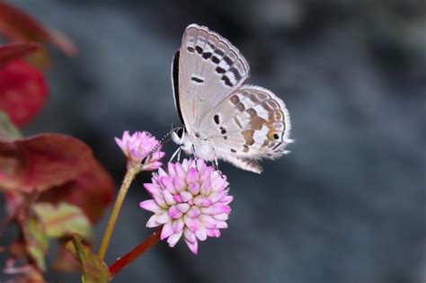 Tongeia pseudozuthus | Butterfly