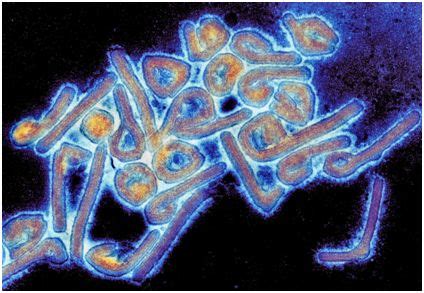 Science子刊：一种单抗有望100%治愈致命性的马尔堡病毒感染 - 生物研究专区 - 生物谷