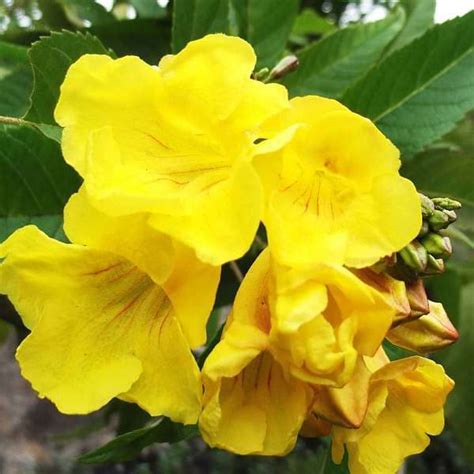 Mphmi Seedless Plant Shrub Trees Tecoma (Shrub, Color) - Plant : Amazon ...