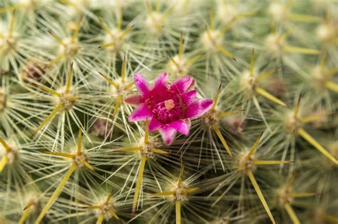 The Process of the Thorn — Eastern Hills Church