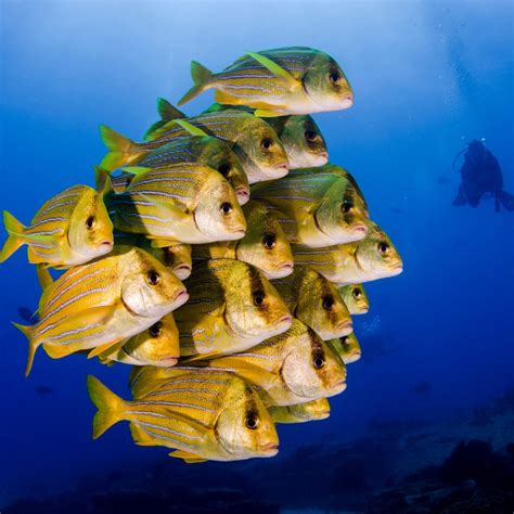 Scuba dive Cocos Island | Dive liveaboards | Infinite Blue Dive Travel