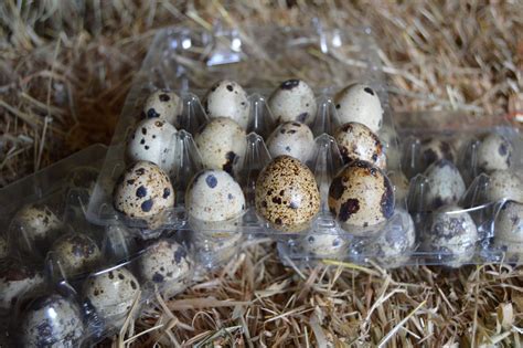 masakan quail egg