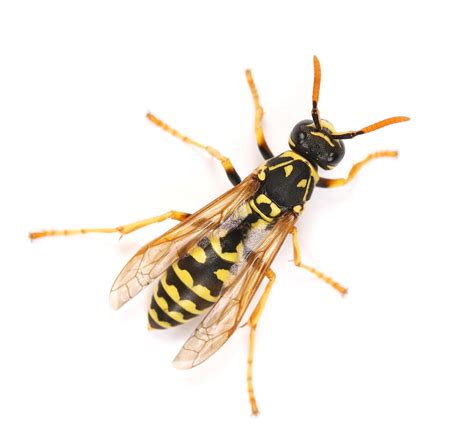 Do Wasps Pollinate Flowers and Other Plants? | EcoGuard