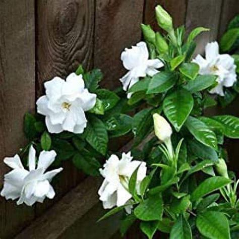 Zomoloco_Night Bloom Jasmine Plant-Gardenia/Cape Jasmine/Gandhraj Live ...