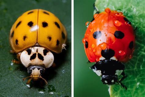 Yellow Ladybug vs. Red Ladybug, Here's the Difference