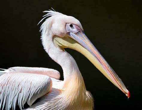 Pink Pelican, Large Bird Free Stock Photo - Public Domain Pictures