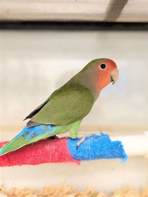 Peach Faced Lovebird