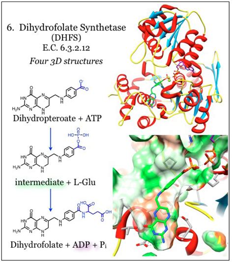 Utility of the Biosynthetic Folate Pathway for Targets in Antimicrobial ...