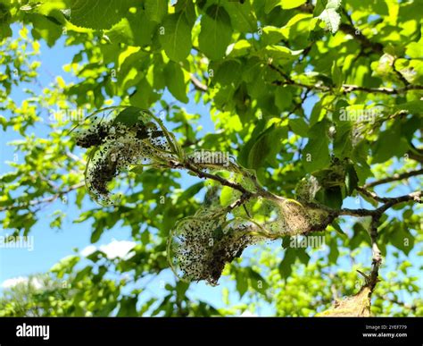Tent Caterpillar Moths (Malacosoma Stock Photo - Alamy