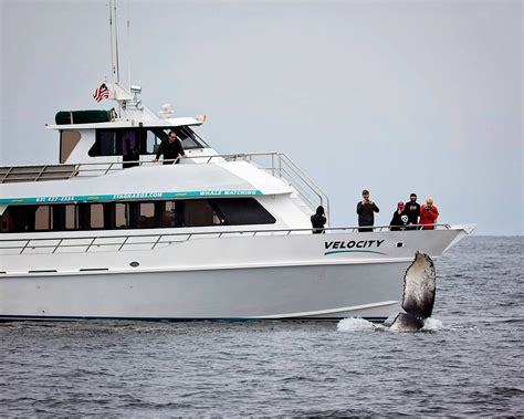 STAGNARO SPORT FISHING, CHARTERS & WHALE WATCHING CRUISES - All You ...