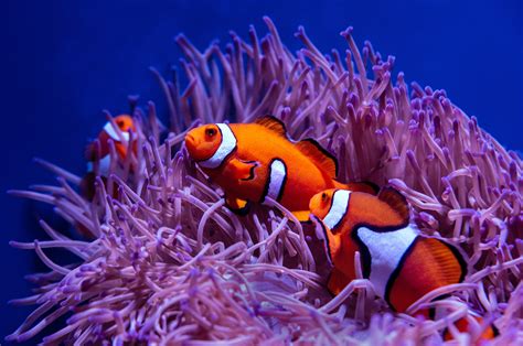 Clownfish And Anemone Wallpaper