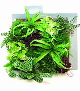 Image result for Green Wall Animal