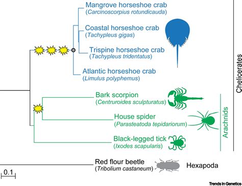 Horseshoe Crab Taxonomy