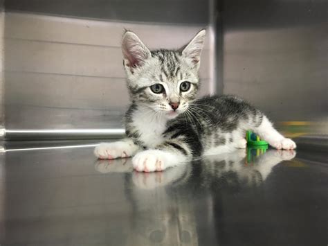 Kitten season is here : r/cats