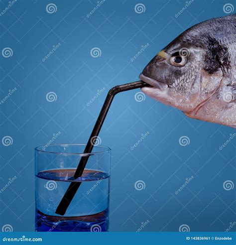 Do Fish Drink Water