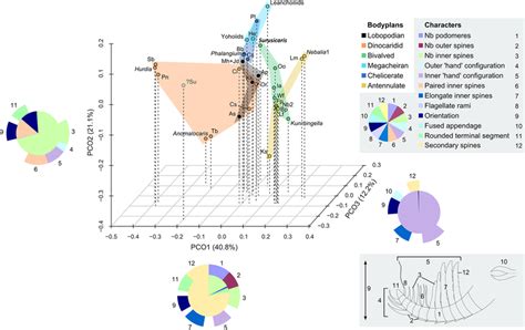 Morphospace Local Optima 的图像结果