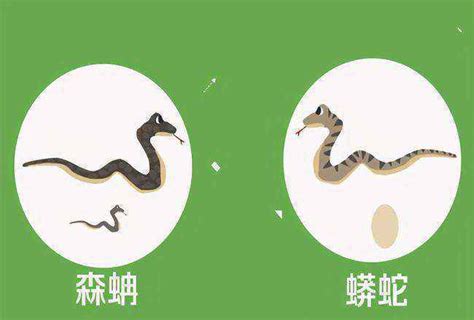 中国所有蛇图片和名字：（二级保护蛇类）_蛇的图片_毒蛇网