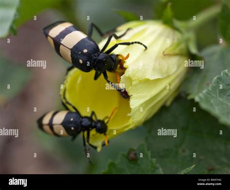 Blister beetles (Mylabris oculata, family Meloidae) feeding on a wild ...