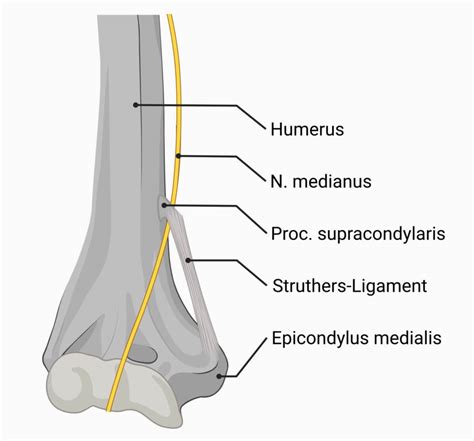 Struthers-Ligament - DocCheck Flexikon