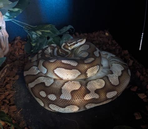 Ball Python Eggs 的图像结果