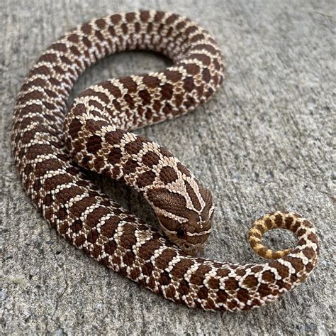 Het Pink Pastel Albino Western Hognose by Snakes at Sunset - MorphMarket