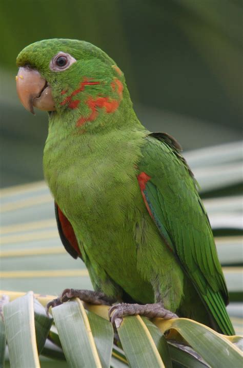 White-eyed Parakeet: A Vibrant and Playful Bird