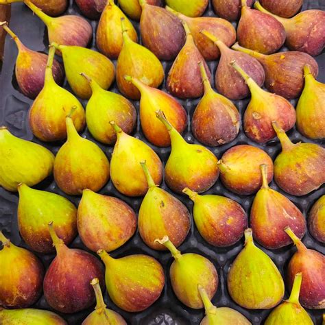 Figs In Season Uk at Stephanie Watt blog