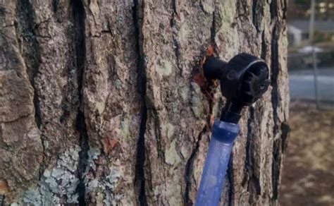 Image result for Homemade Maple Syrup Taps