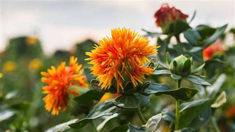 Kusum Flower: कुसुम फूल की खेती कर हो सकते हैं धनवान, इन 4 बीमारियों ...