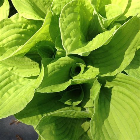 Hosta Sum And Substance Hosta Sum And Substance – Future Forests