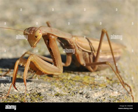 Female mantis hi-res stock photography and images - Alamy