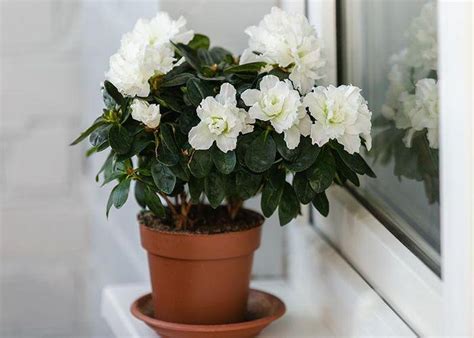 40+ Best Indoor Plants in India – Abana Homes