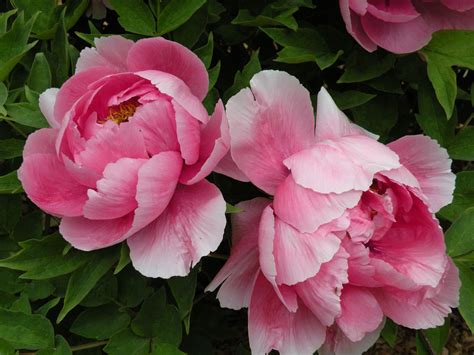 National Flower Of China Peony at Amelia Woodhouse blog